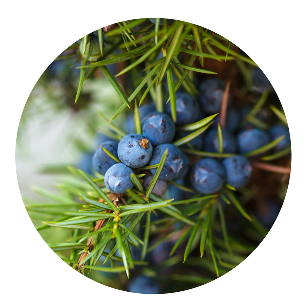 essential oil - juniper berry 15ml