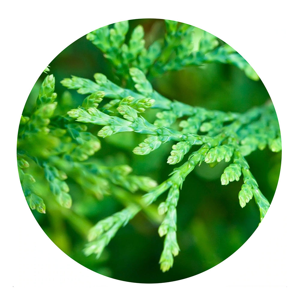 essential oil - red cedar leaf 15ml