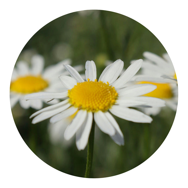 essential oil - chamomile 15ml