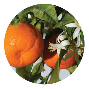 essential oil - mandarin 15ml