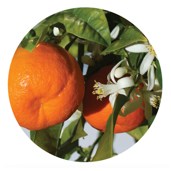 essential oil - mandarin 15ml