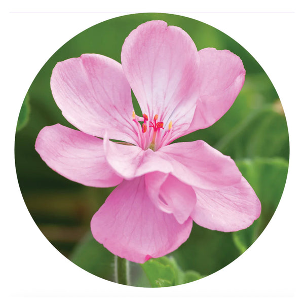 essential oil - geranium 15ml