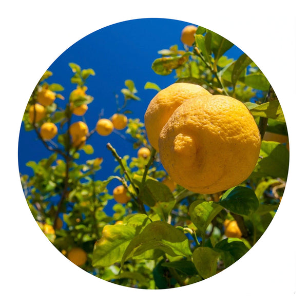 essential oil - lemon 15ml