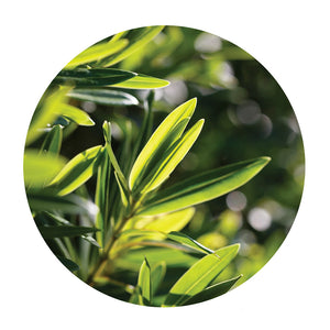 essential oil - tea tree 15ml