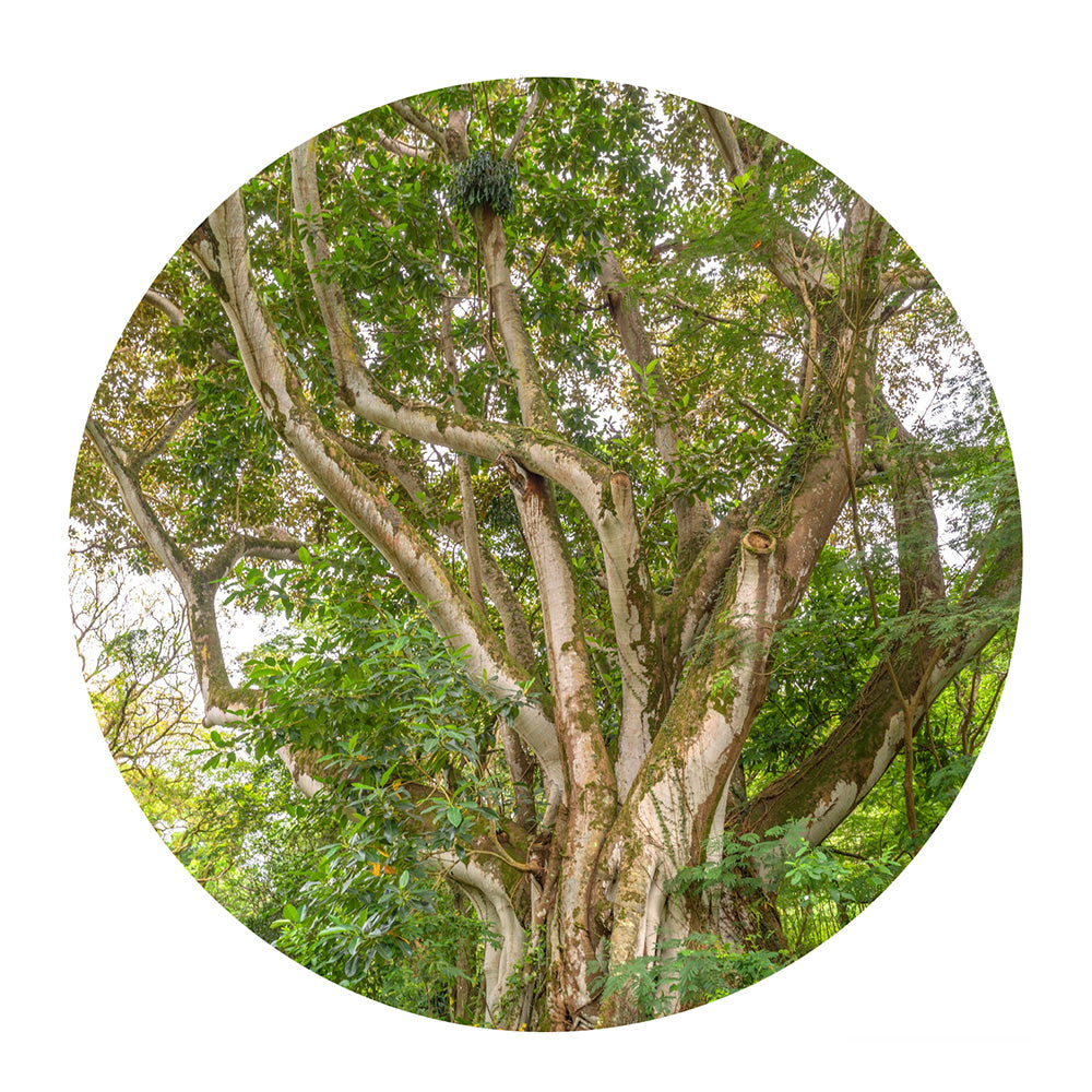 essential oil - royal Hawaiian sandalwood 15ml