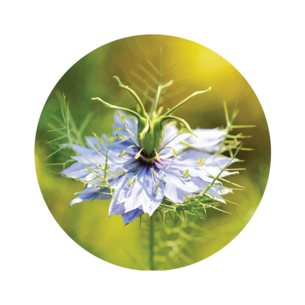 essential oil - black cumin 15ml