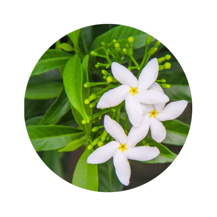 essential oil - jasmine sambac absolute 5ml