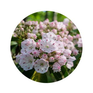 essential oil - laurel 15ml