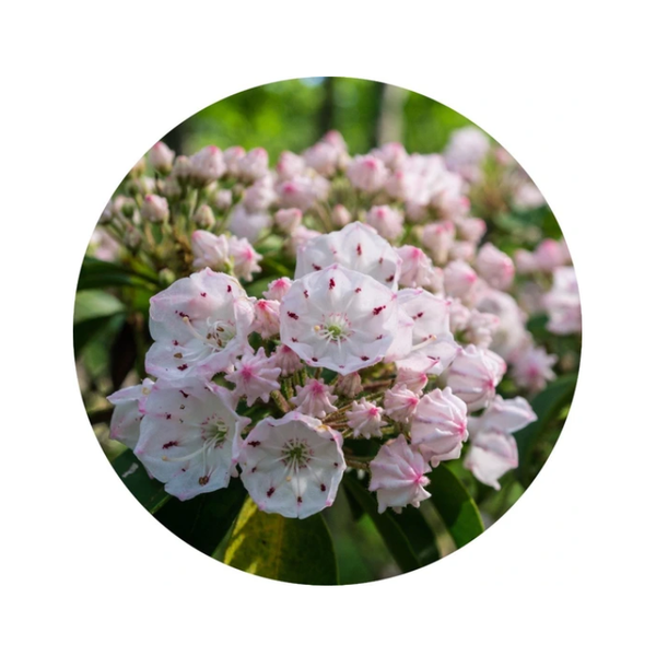 essential oil - laurel 15ml