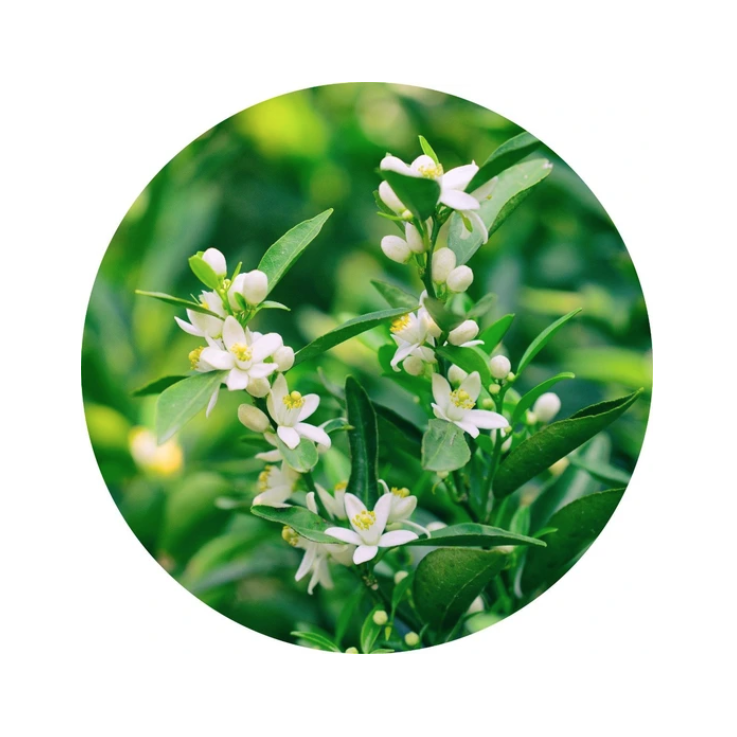 essential oil - neroli 5ml