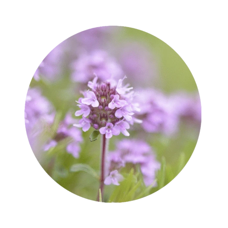 essential oil - sweet thyme 15ml