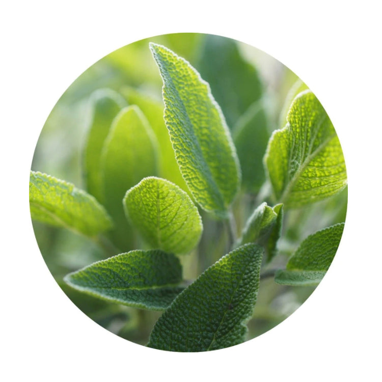 essential oil - sage 15ml