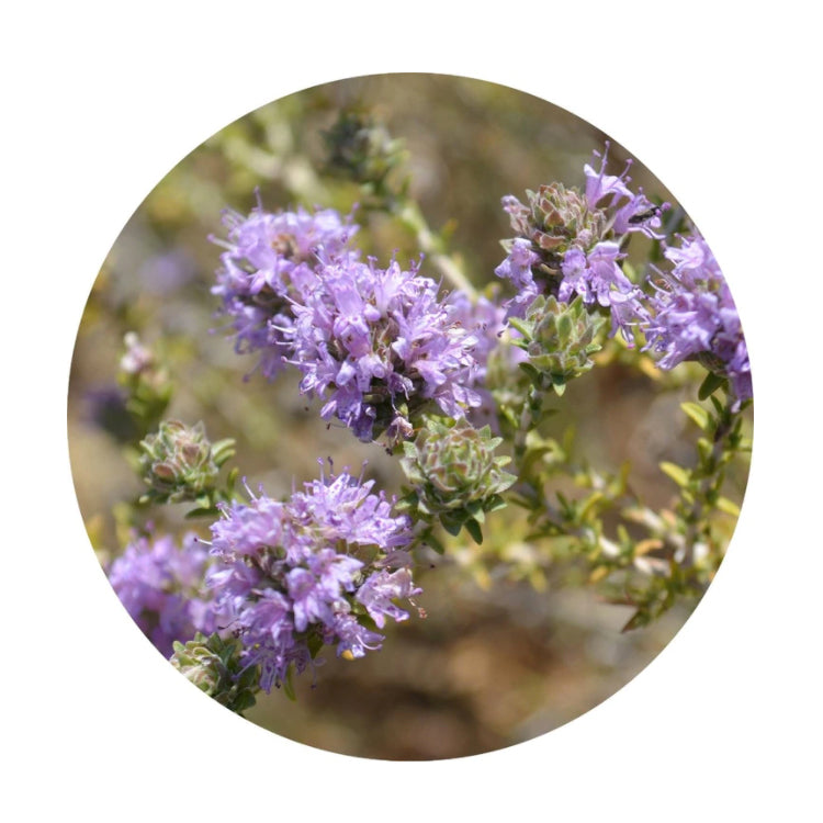essential oil - thyme 15ml