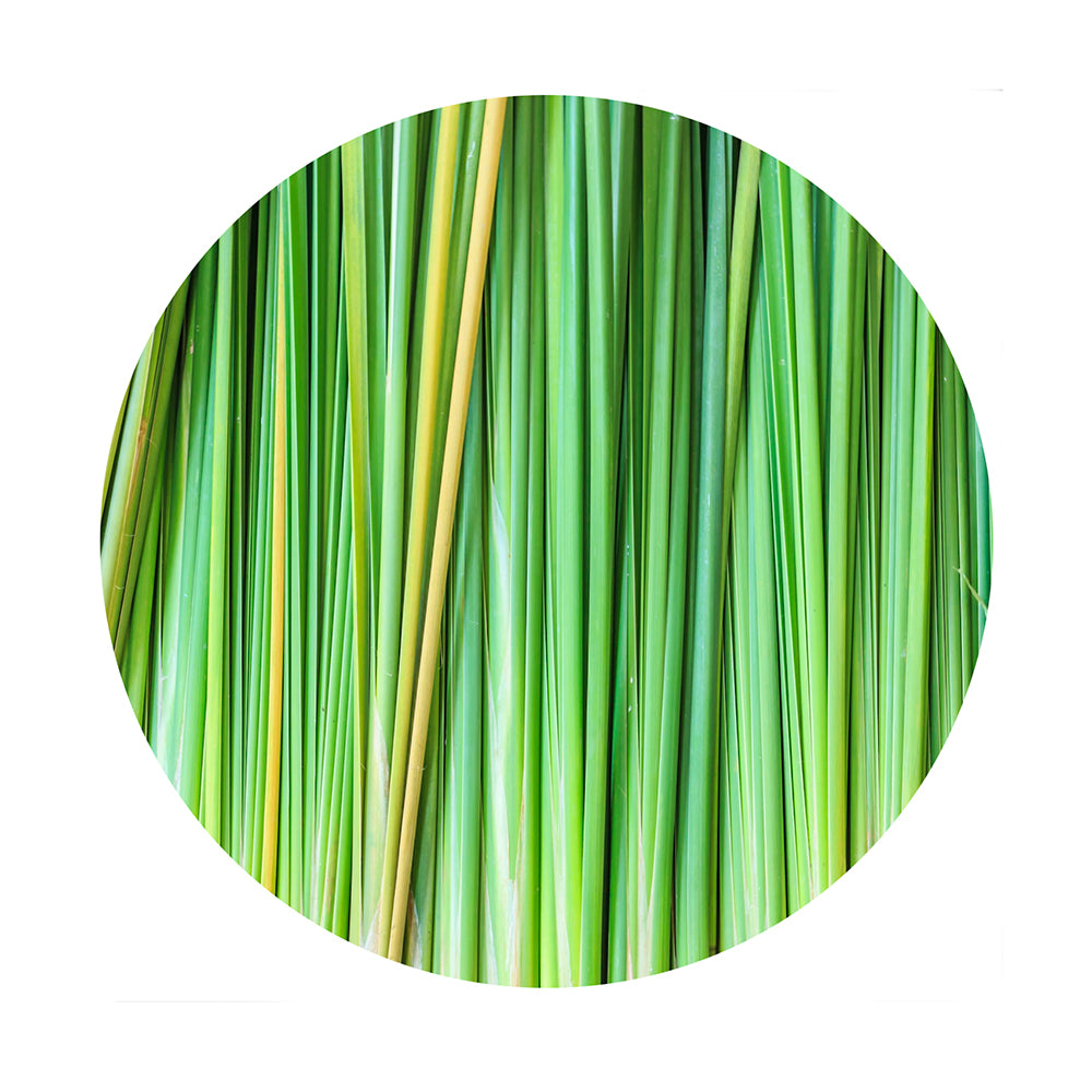 essential oil - vetiver 15ml