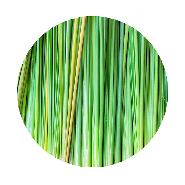 essential oil - vetiver 15ml
