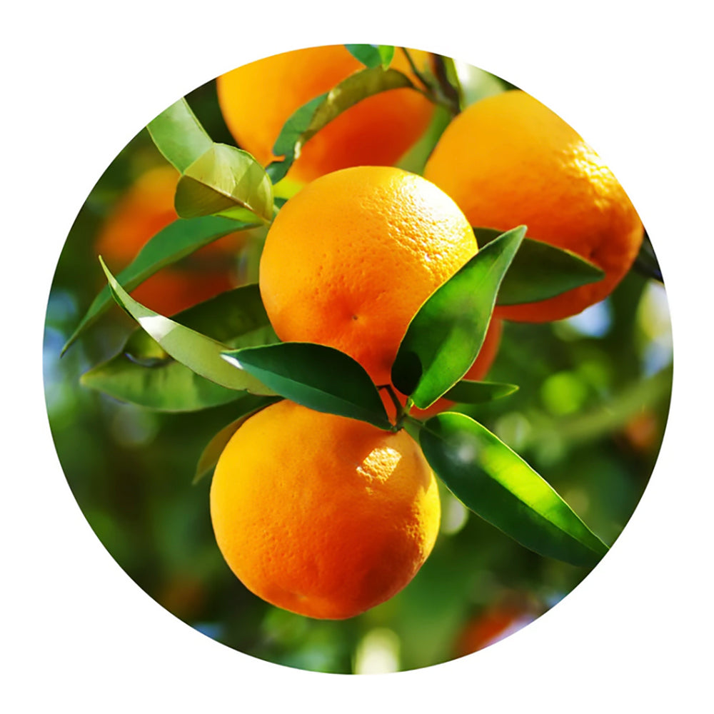 essential oil - sweet orange 15ml