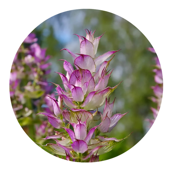 essential oil - clary sage 15ml