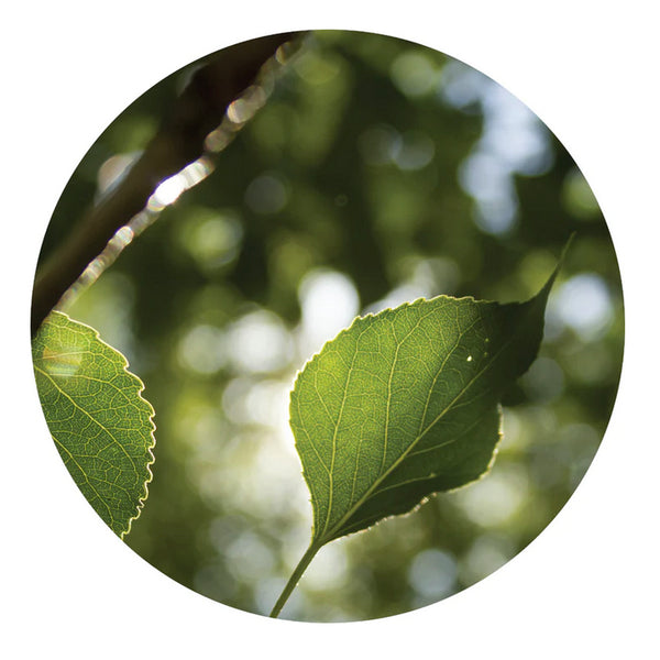 essential oil - poplar balsam 5ml