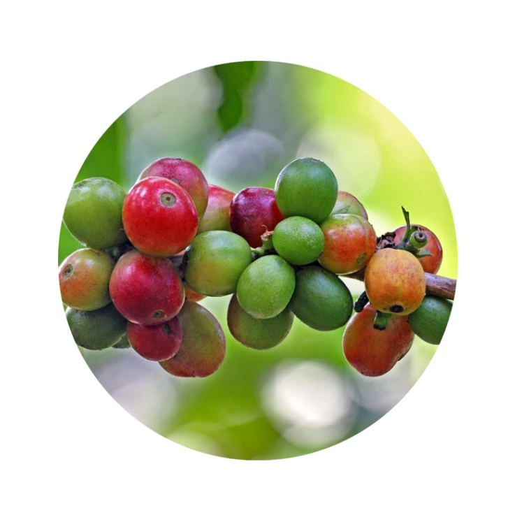 essential oil - coffee bean 15ml