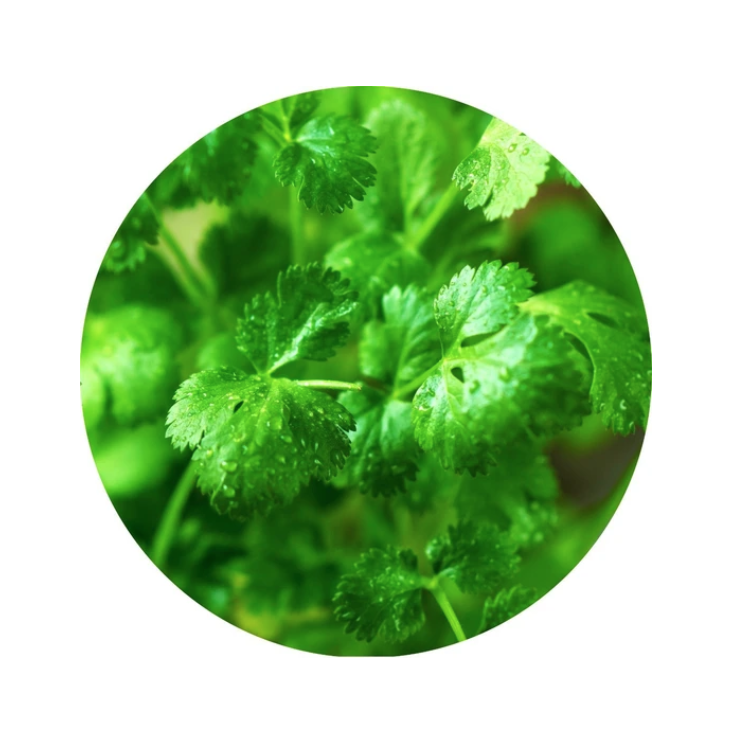 essential oil - coriander 15ml