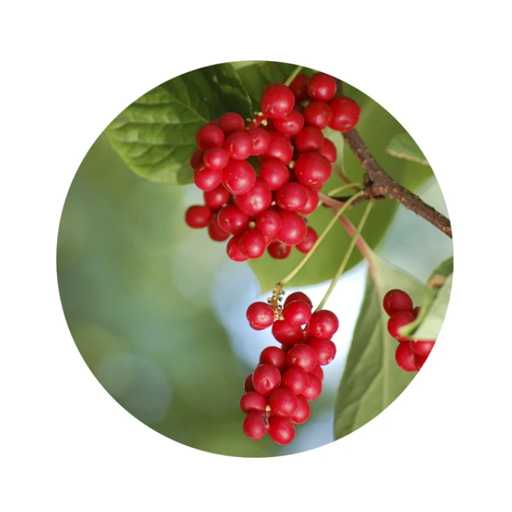 essential oil - schizandra berry 15ml