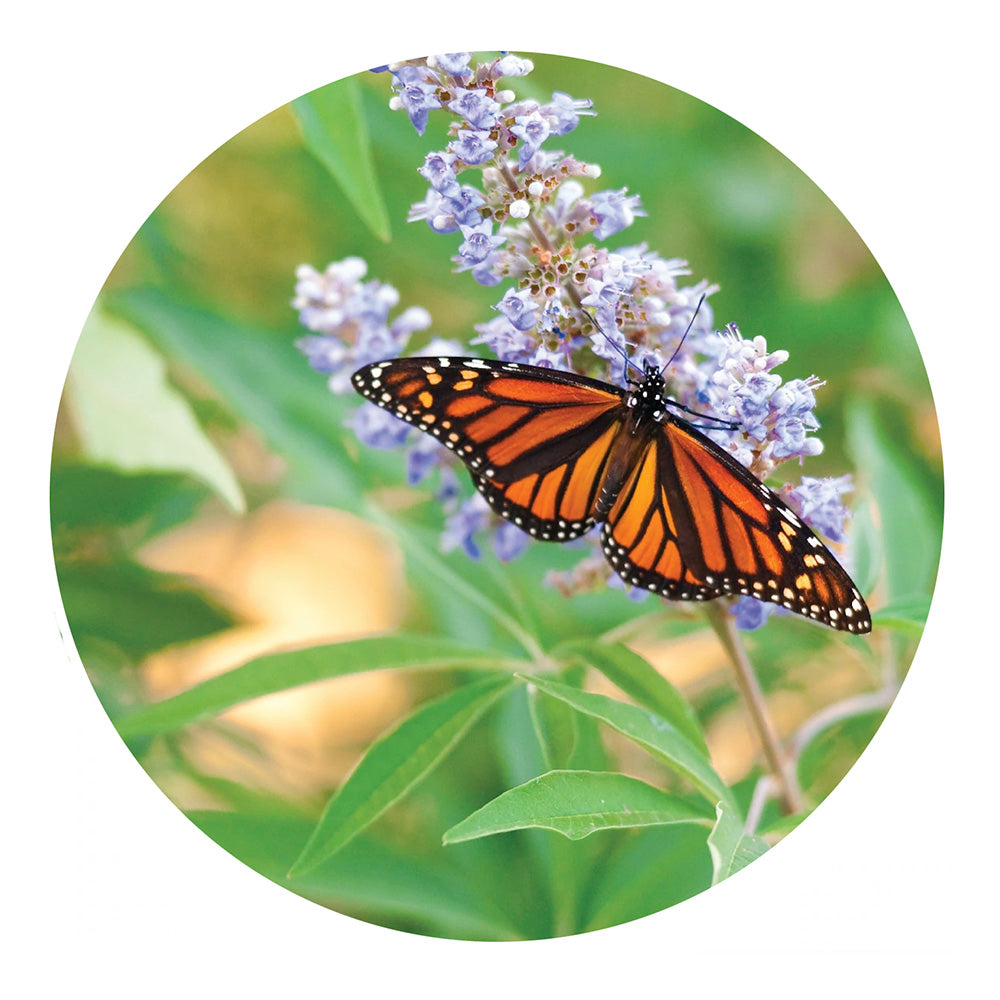 essential oil - vitex berry 15ml