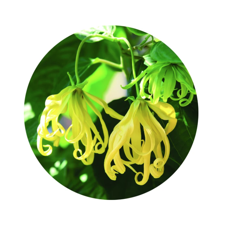 essential oil - ylang ylang 15ml